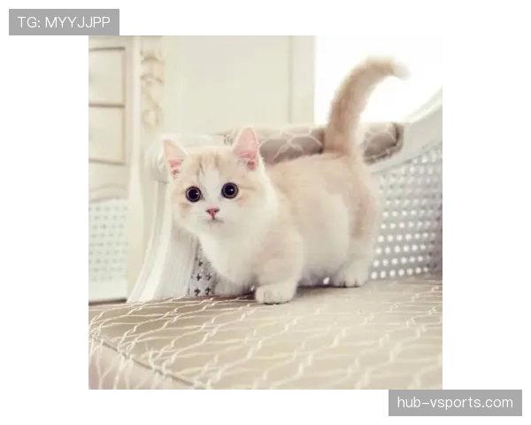 掌敏洁家的猫喝依云,她本人赛前啃压缩饼干? 掌敏洁家的猫喝依云,她本人赛前啃压缩饼干?